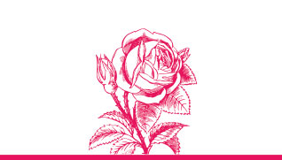 Rosensortiment im Gartencenter in Uelzen